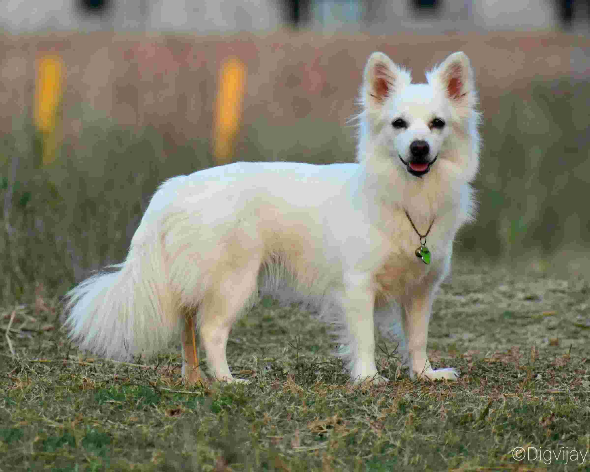 InkFork-article-affordable-dog-breeds-in-india